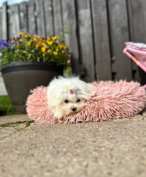 Disponibili Maltese di razza pura maschio e femmina per adozione | Foto 0