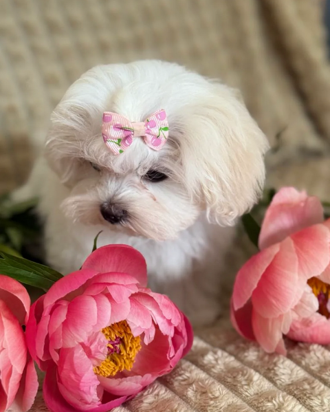 Disponibili Maltese di razza pura maschio e femmina per adozione | Foto 5