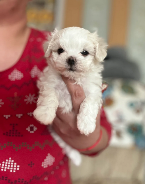 Disponibili Maltese di razza pura maschio e femmina per adozione | Foto 4