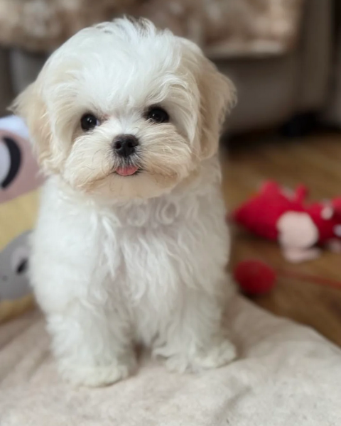 Disponibili Maltese di razza pura maschio e femmina per adozione | Foto 3