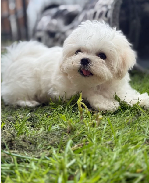 Disponibili Maltese di razza pura maschio e femmina per adozione | Foto 2