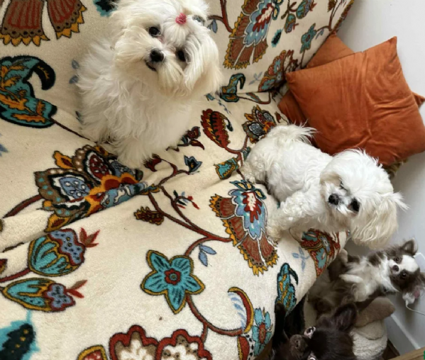 Disponibili Maltese di razza pura maschio e femmina per adozione | Foto 0