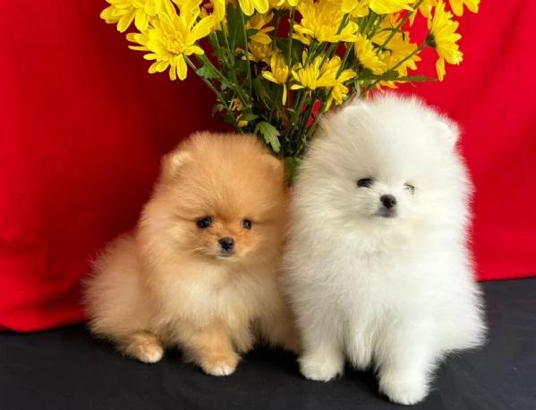  cuccioli di Pomerania toy per la dozione gratuita | Foto 2