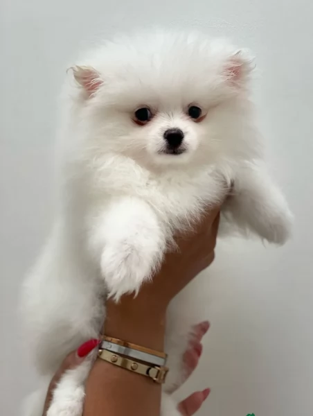  cuccioli di Pomerania toy per la dozione gratuita | Foto 4