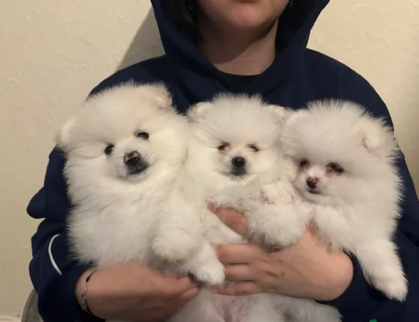  cuccioli di Pomerania toy per la dozione gratuita