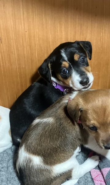 per adozione cuccioli di Jack Russel