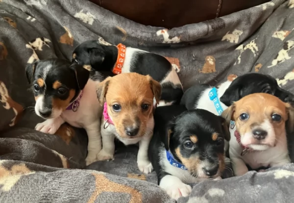 per adozione cuccioli di Jack Russel | Foto 0