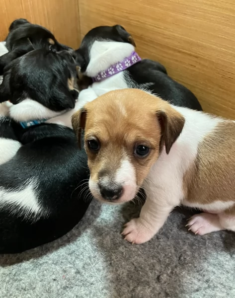 per adozione cuccioli di Jack Russel | Foto 0