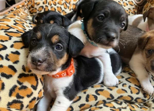 per adozione cuccioli di Jack Russel