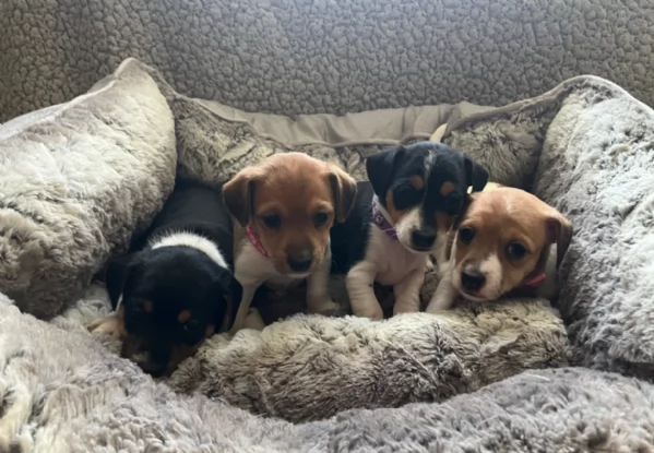 per adozione cuccioli di Jack Russel