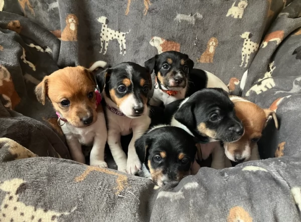 per adozione cuccioli di Jack Russel | Foto 0