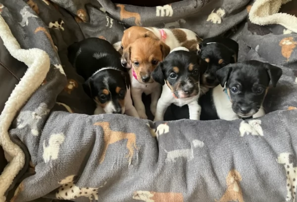 per adozione cuccioli di Jack Russel | Foto 1