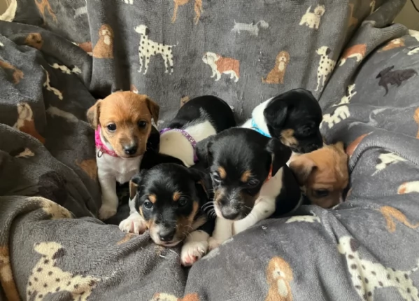 per adozione cuccioli di Jack Russel | Foto 0