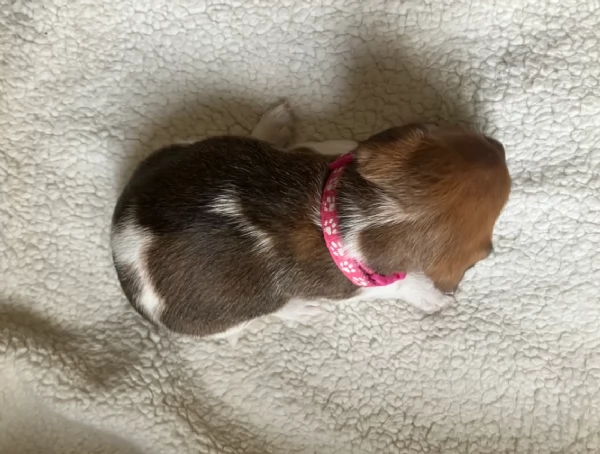 per adozione cuccioli di Jack Russel | Foto 2