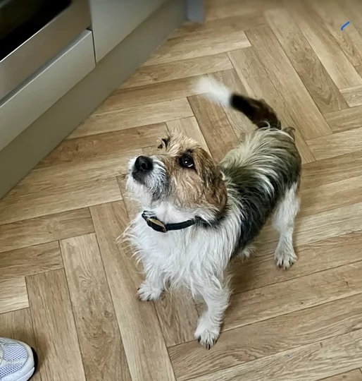 per adozione cuccioli di Jack Russel