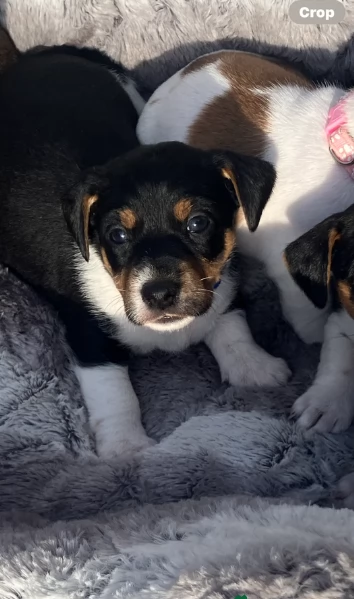 per adozione cuccioli di Jack Russel | Foto 1