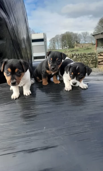 per adozione cuccioli di Jack Russel | Foto 2