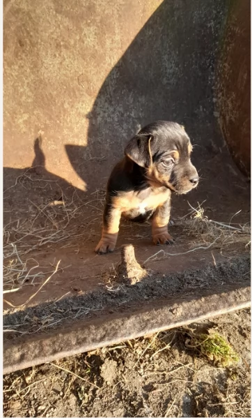 per adozione cuccioli di Jack Russel | Foto 1