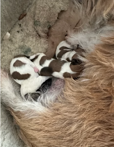 per adozione cuccioli di Jack Russel