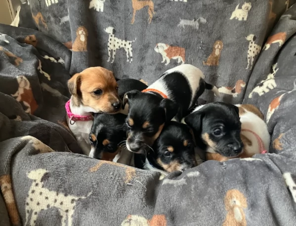 per adozione cuccioli di Jack Russel | Foto 0