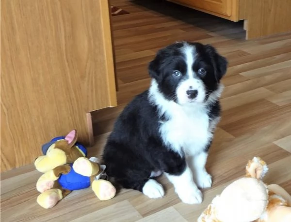 Cuccioli di Pastore Australiano | Foto 0