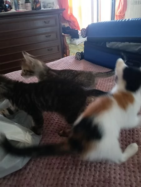 Regalo gattini piccoli per mancanza di spazio 