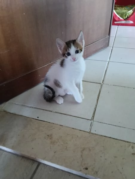 Regalo gattini piccoli per mancanza di spazio  | Foto 2