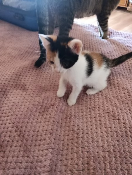 Regalo gattini piccoli per mancanza di spazio  | Foto 1