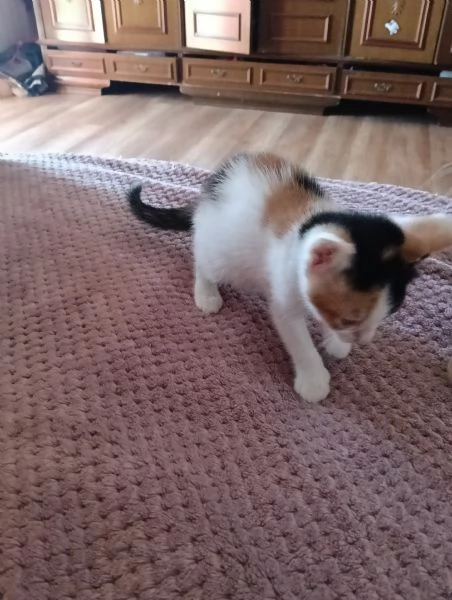 Regalo gattini piccoli per mancanza di spazio  | Foto 0