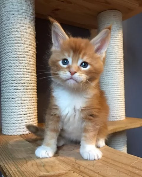 I gatti del Mainecoon sono in vendita