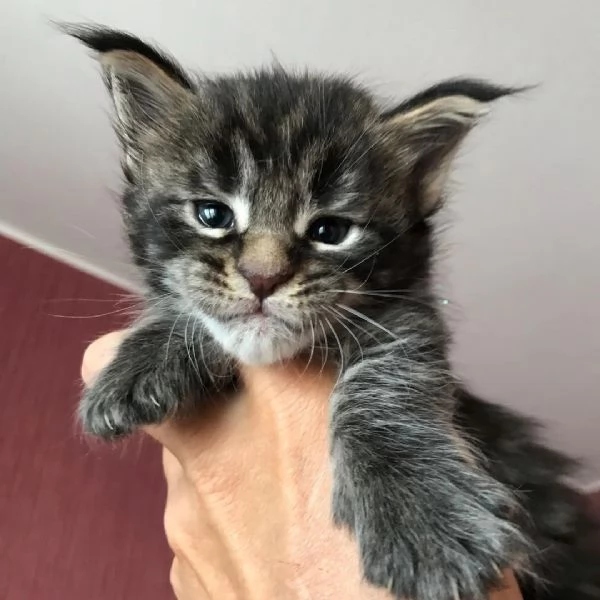 Adorabili gatti del Mainecoon.