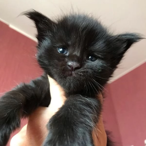 Gatti Mainecoon sani