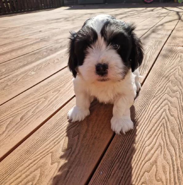 disponibili Havanese Cuccioli