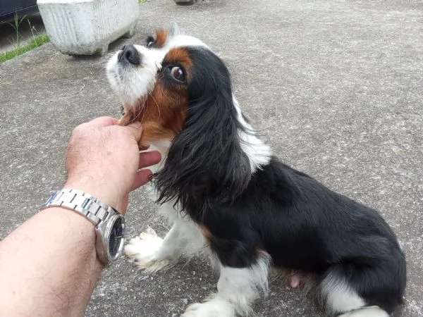 Cuccioli di cavalier king