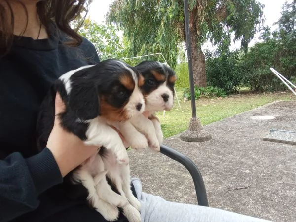Cuccioli di cavalier king | Foto 3