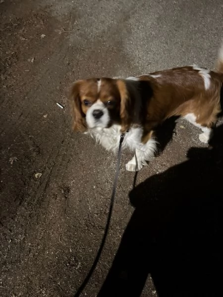 Cuccioli di cavalier king | Foto 2