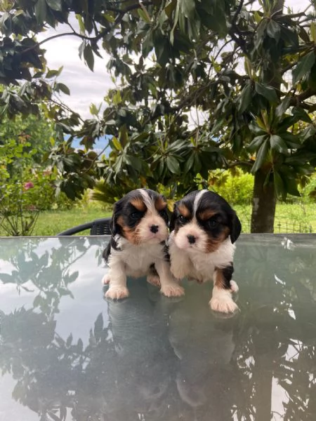 Cuccioli di cavalier king | Foto 0