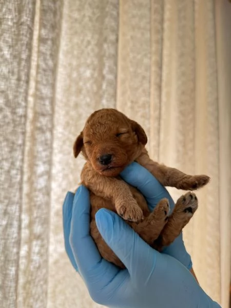 Cuccioli fulvi di barboncino nano 