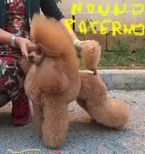 Cuccioli fulvi di barboncino nano  | Foto 4