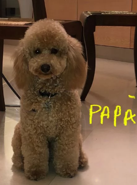 Cuccioli fulvi di barboncino nano  | Foto 3