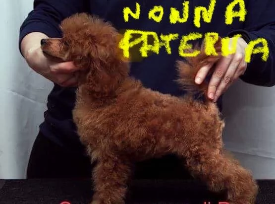 Cuccioli fulvi di barboncino nano  | Foto 1