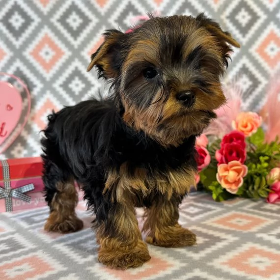Cuccioli di Yorkshire Terrier