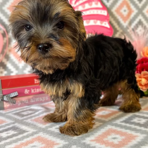 Cuccioli di Yorkshire Terrier | Foto 0