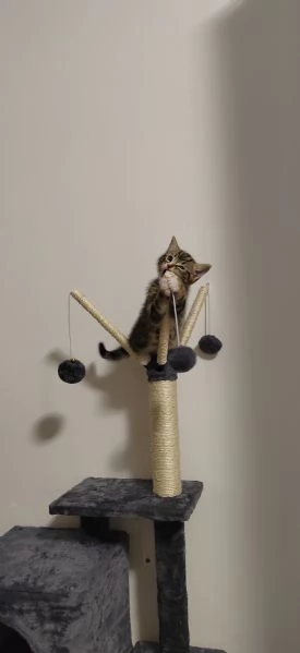 Regalo gatto  | Foto 1