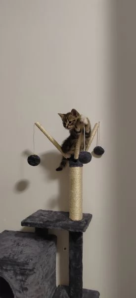 Regalo gatto  | Foto 0