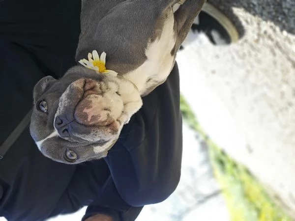 Bulldog francese  | Foto 1