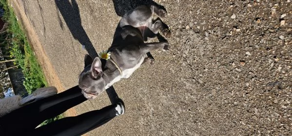 Bulldog francese  | Foto 0