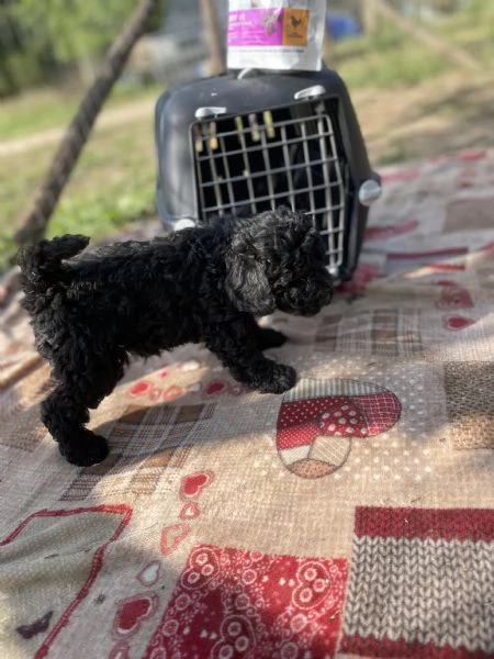 Cuccioli di Barboncino Toy  | Foto 6