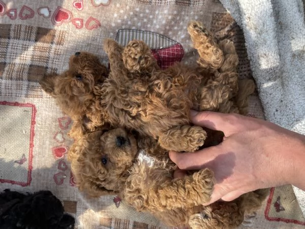 Cuccioli di Barboncino Toy  | Foto 5