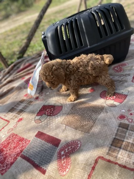 Cuccioli di Barboncino Toy  | Foto 4